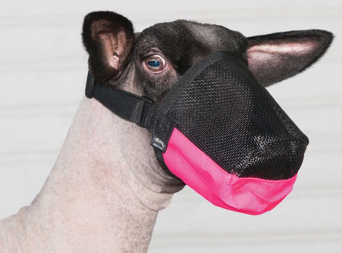 Lamb muzzle hotsell