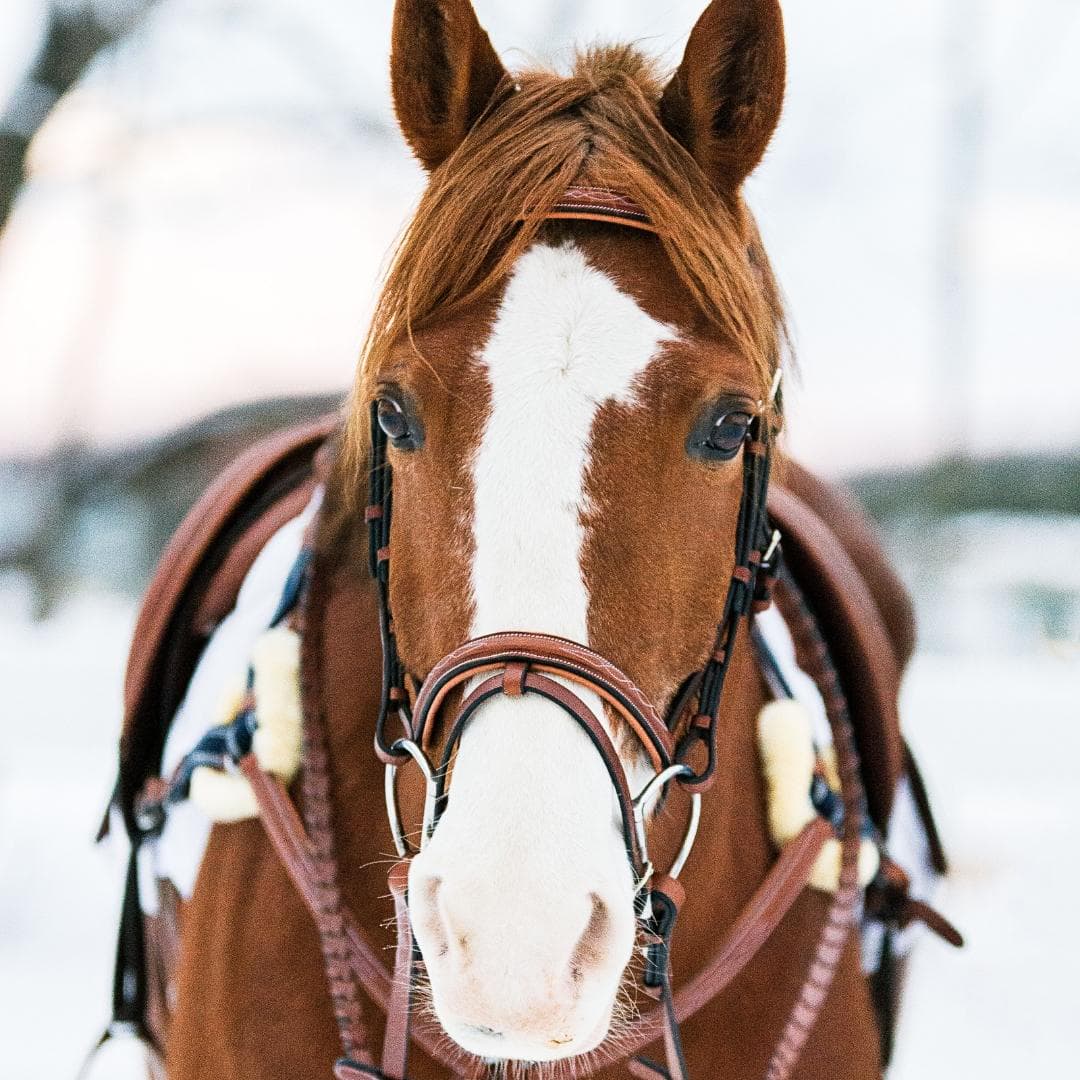 ExionPro Twin Designer Fancy Stitched English Snaffle Bridle with Reins