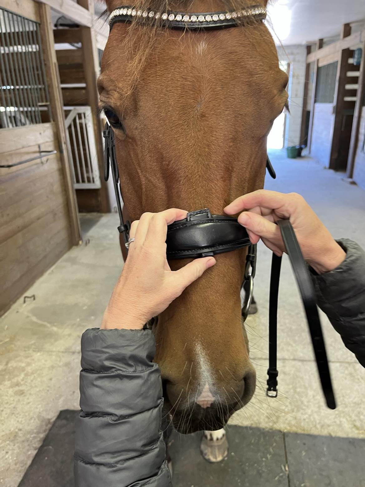 Hidden Flash!  Pro-Fit Comfortable Bridle in Havana Brown or Black with Flash Noseband and Clincher Browband