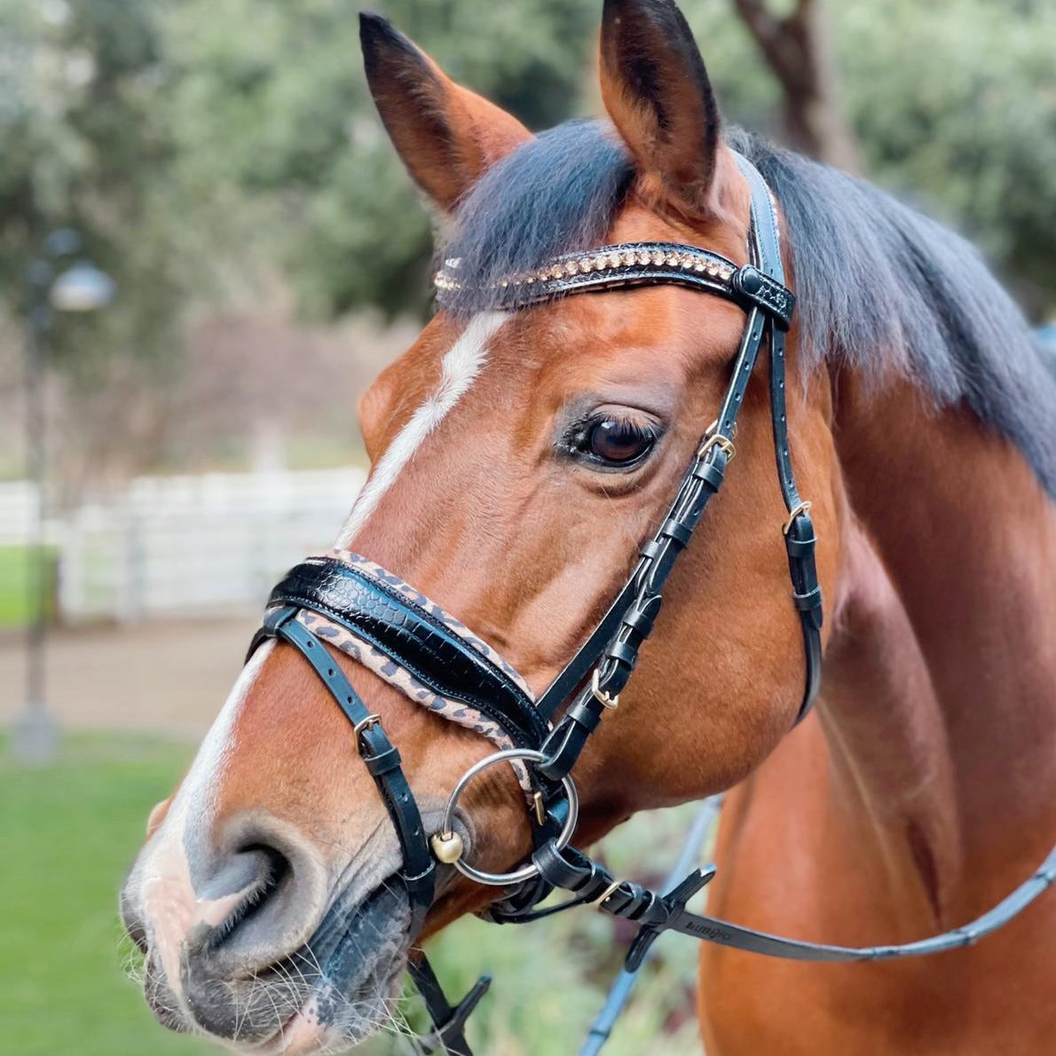 Black Leather Patent Croc H.M. Safari Snaffle Bridle with Removable Flash