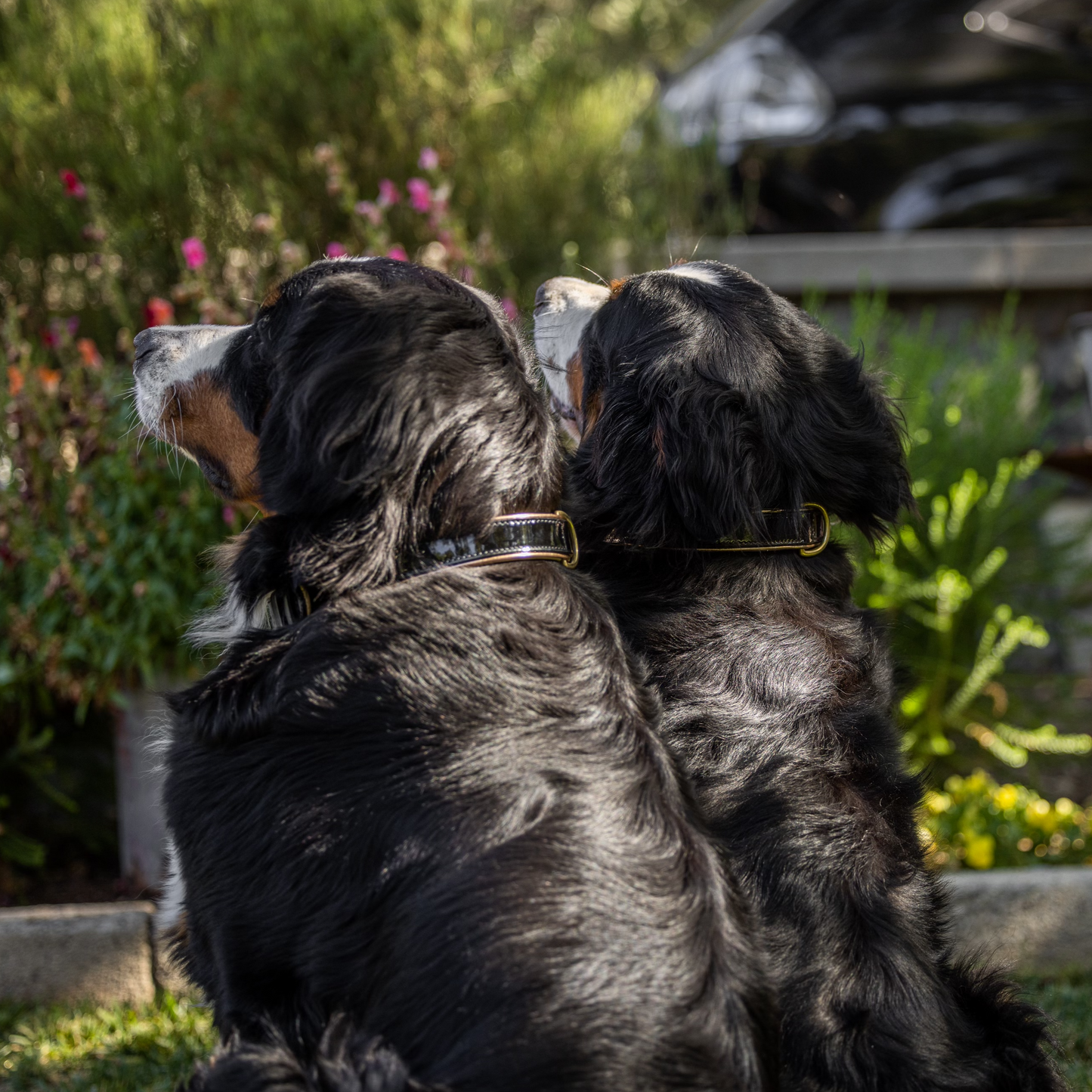 Halter Ego® Black Patent Thea Dog Collar