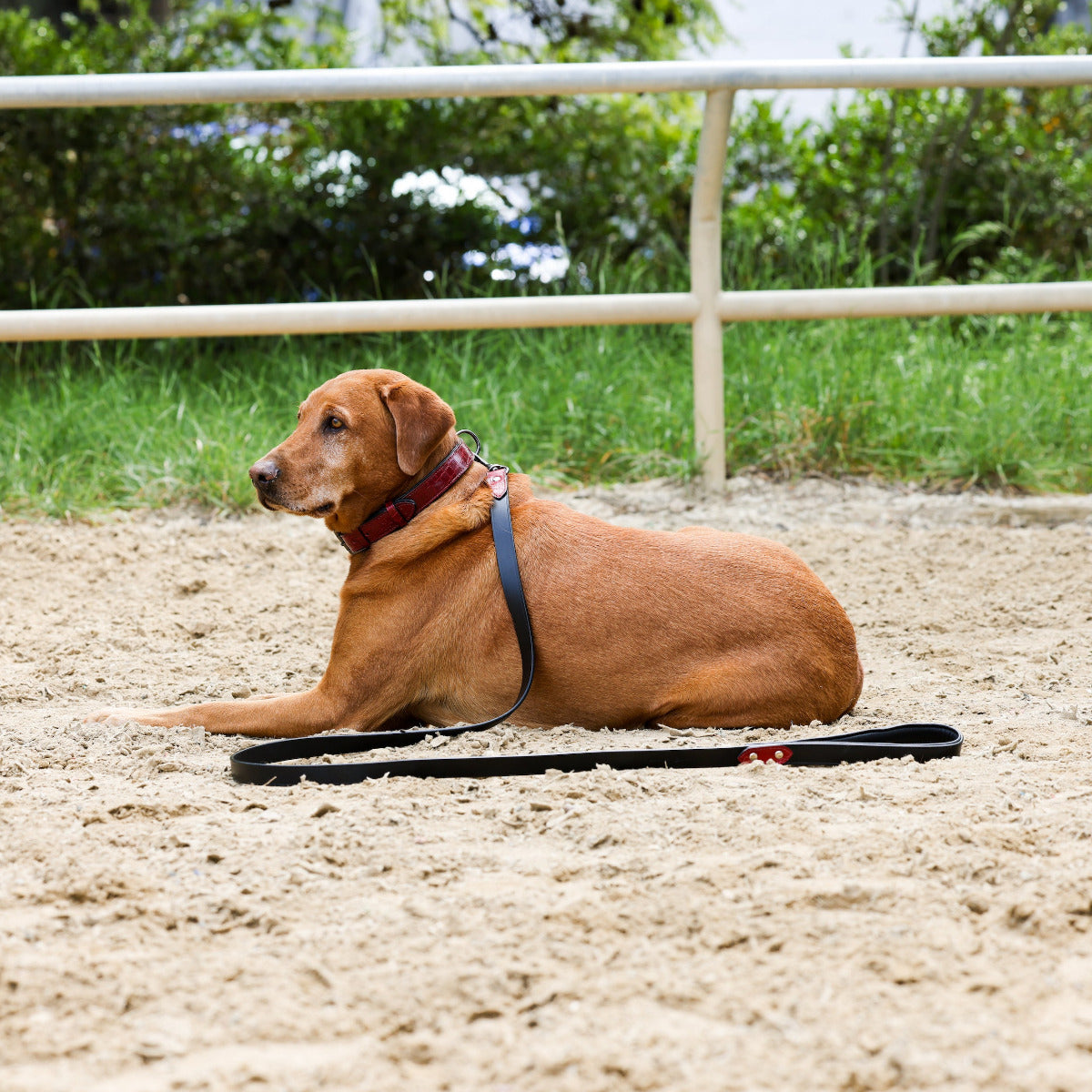 Halter Ego® Breanna Red Croc Leather Dog Collar