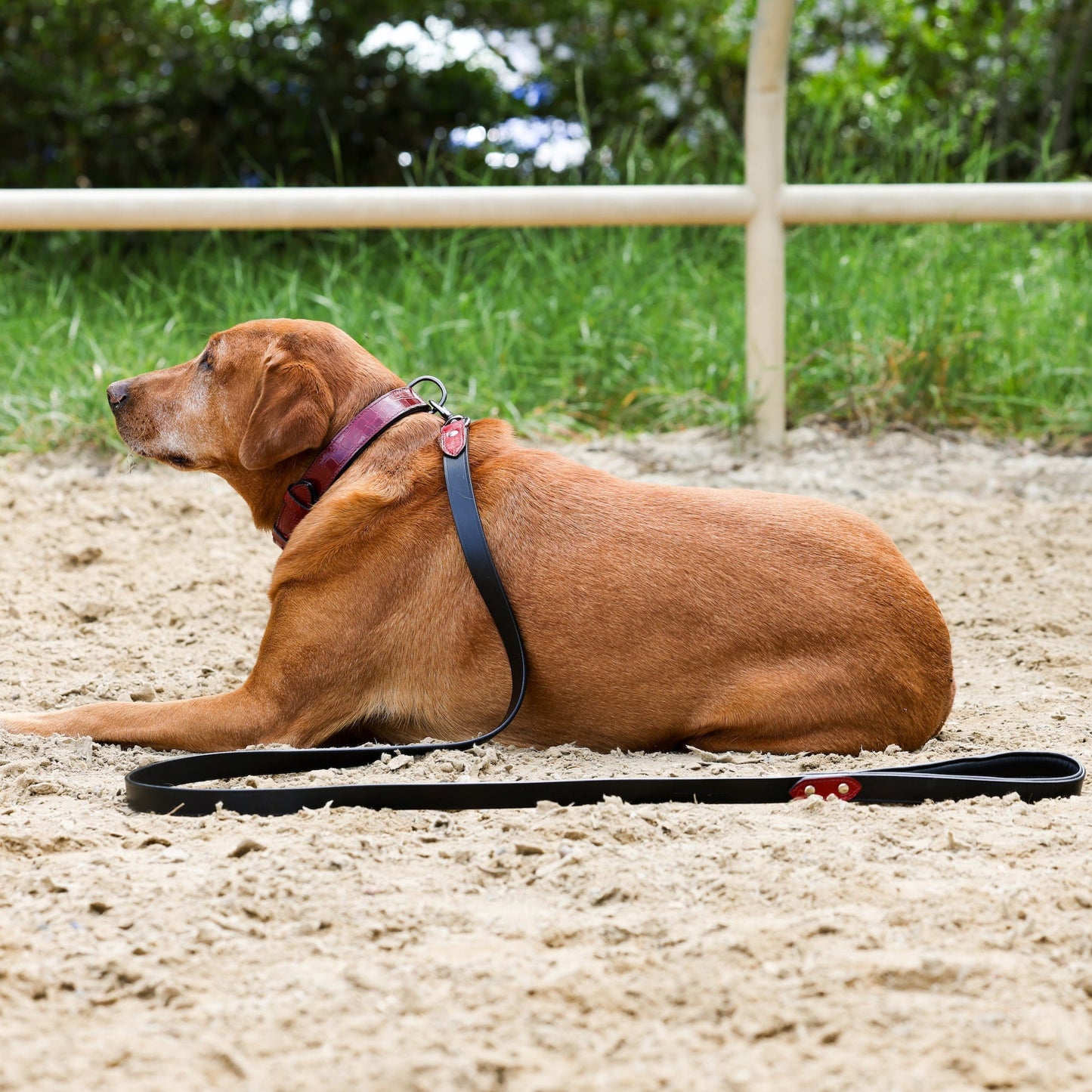 Halter Ego® Breanna Red Croc Leather Dog Collar