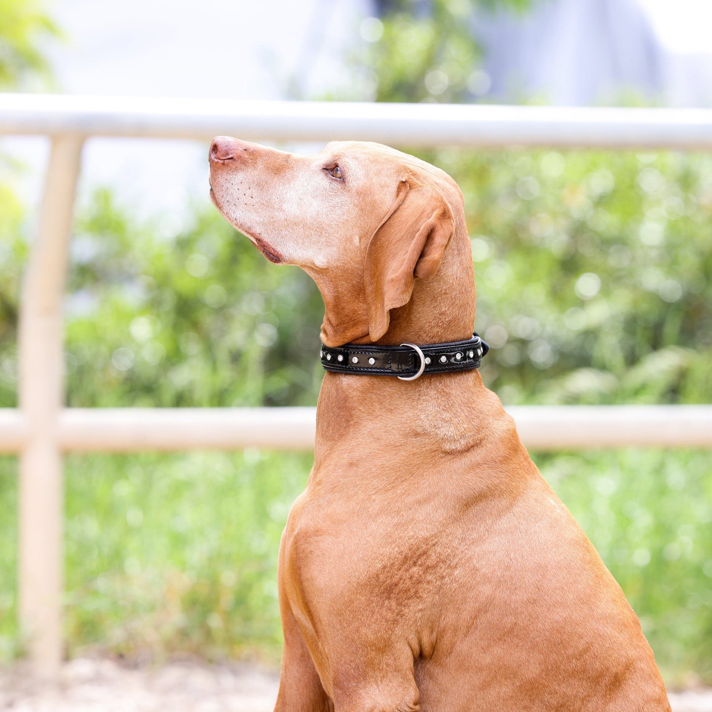 Halter Ego® Black Patent Celebrity Dog Collar