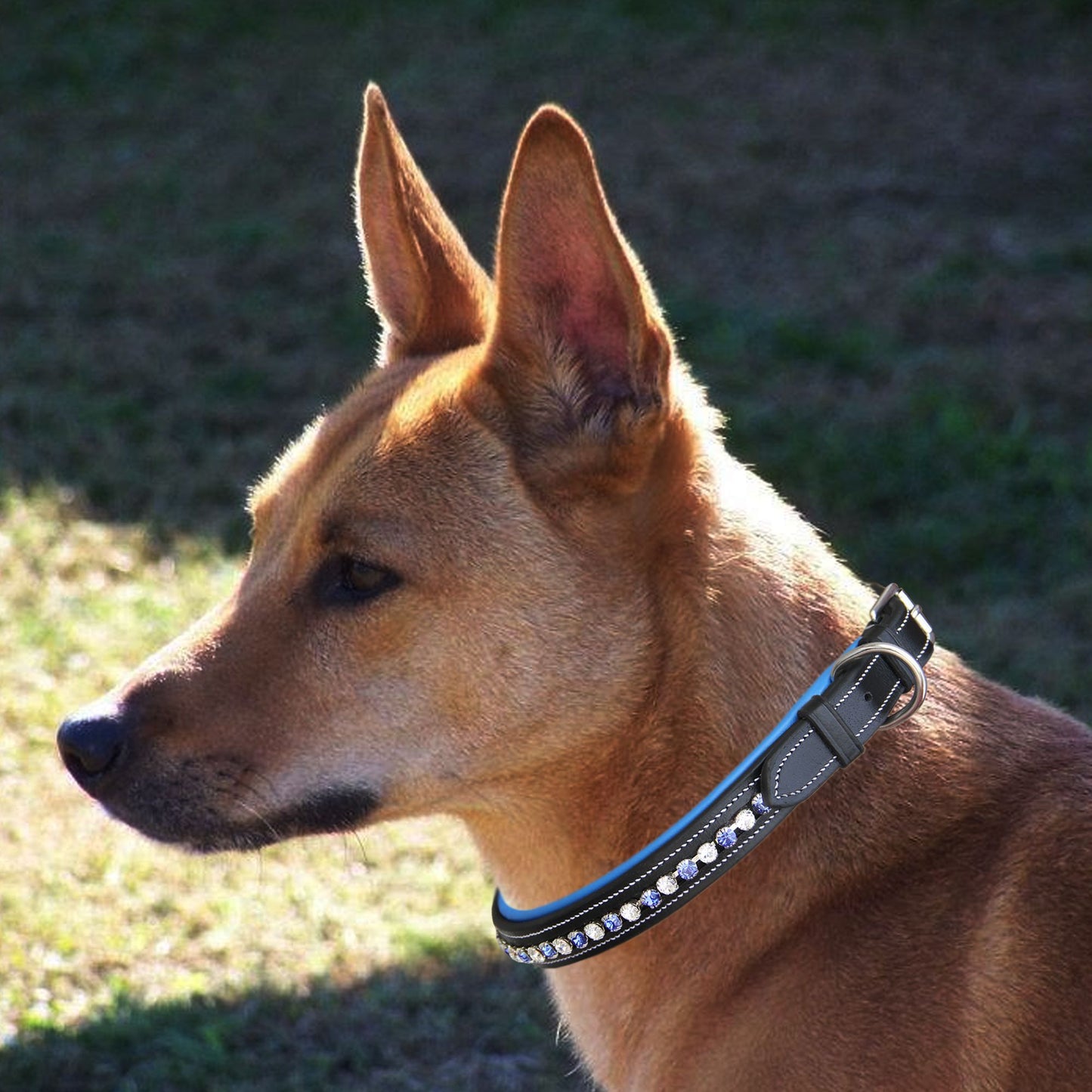 ExionPro White & Blue Bling Dog Collar