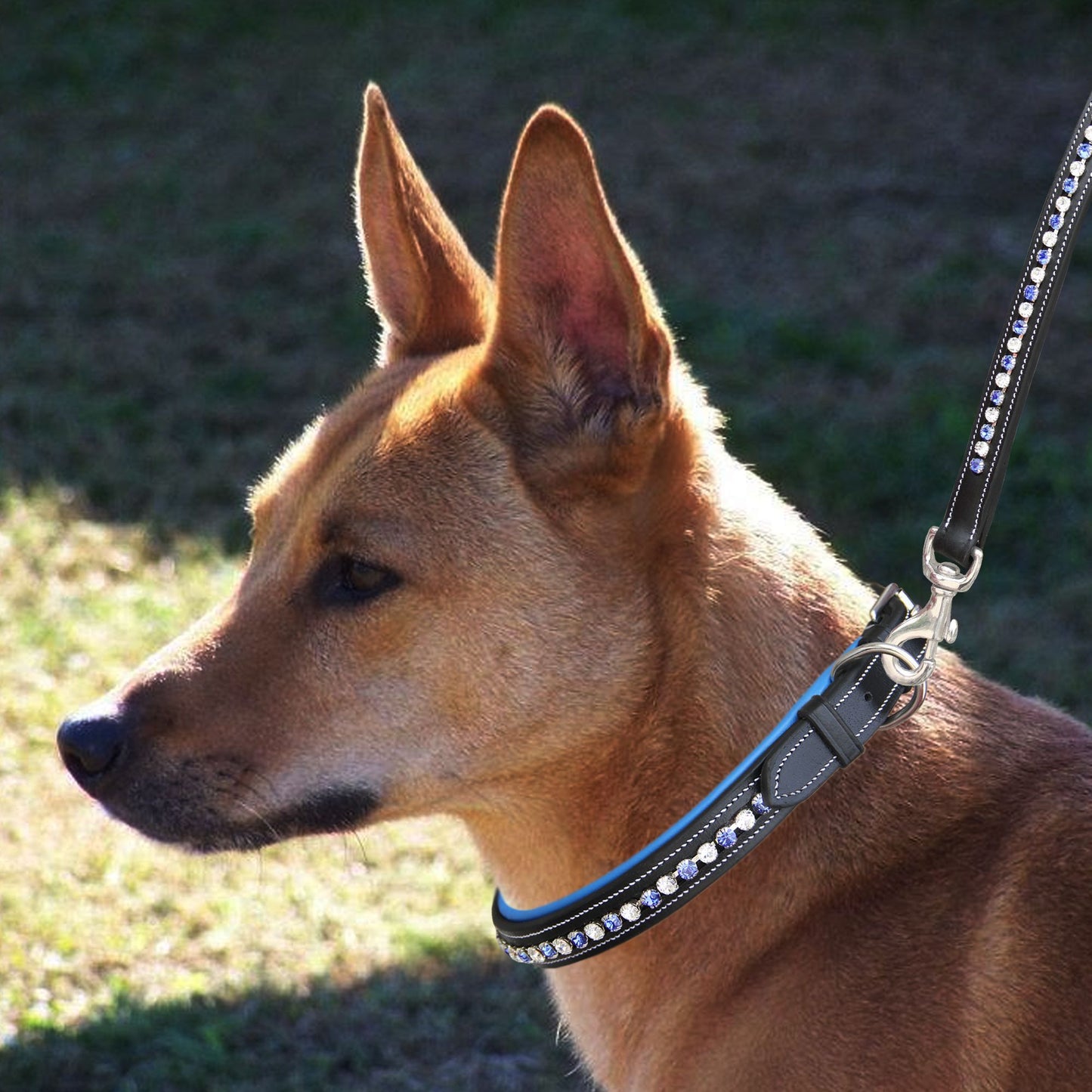 ExionPro White & Blue Bling Dog Collar