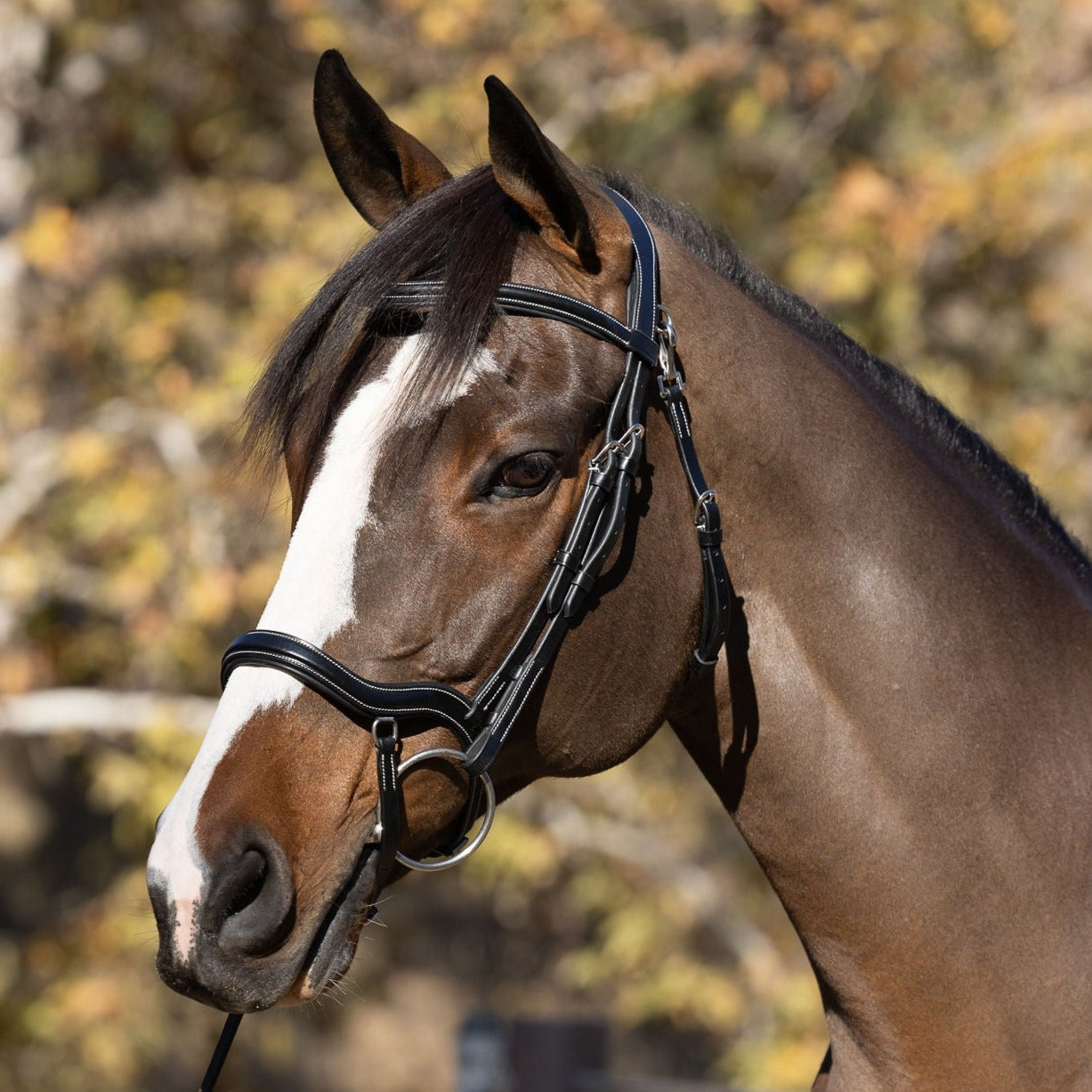 Deauville - Black Leather Anatomical Jumper Bridle