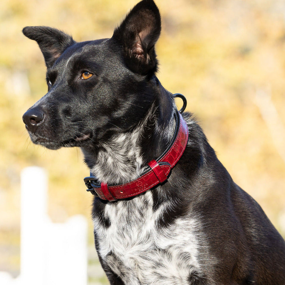 Halter Ego® Breanna Red Croc Leather Dog Collar