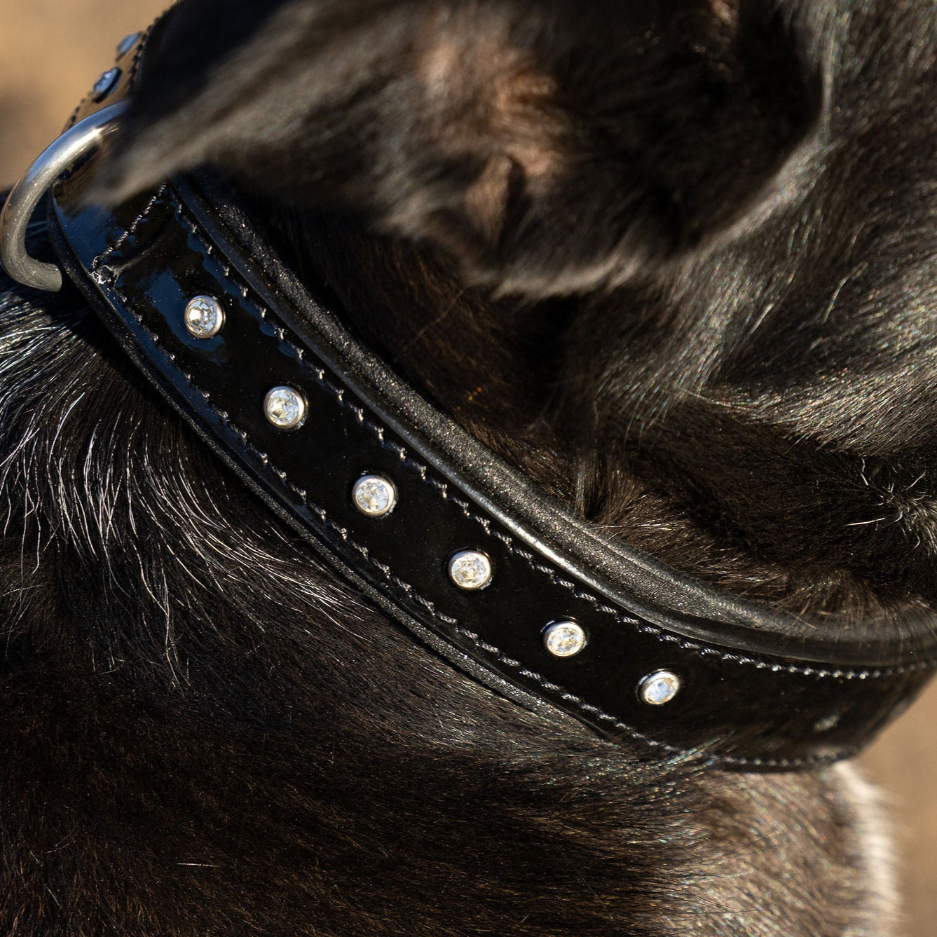 Halter Ego® Black Patent Celebrity Dog Collar