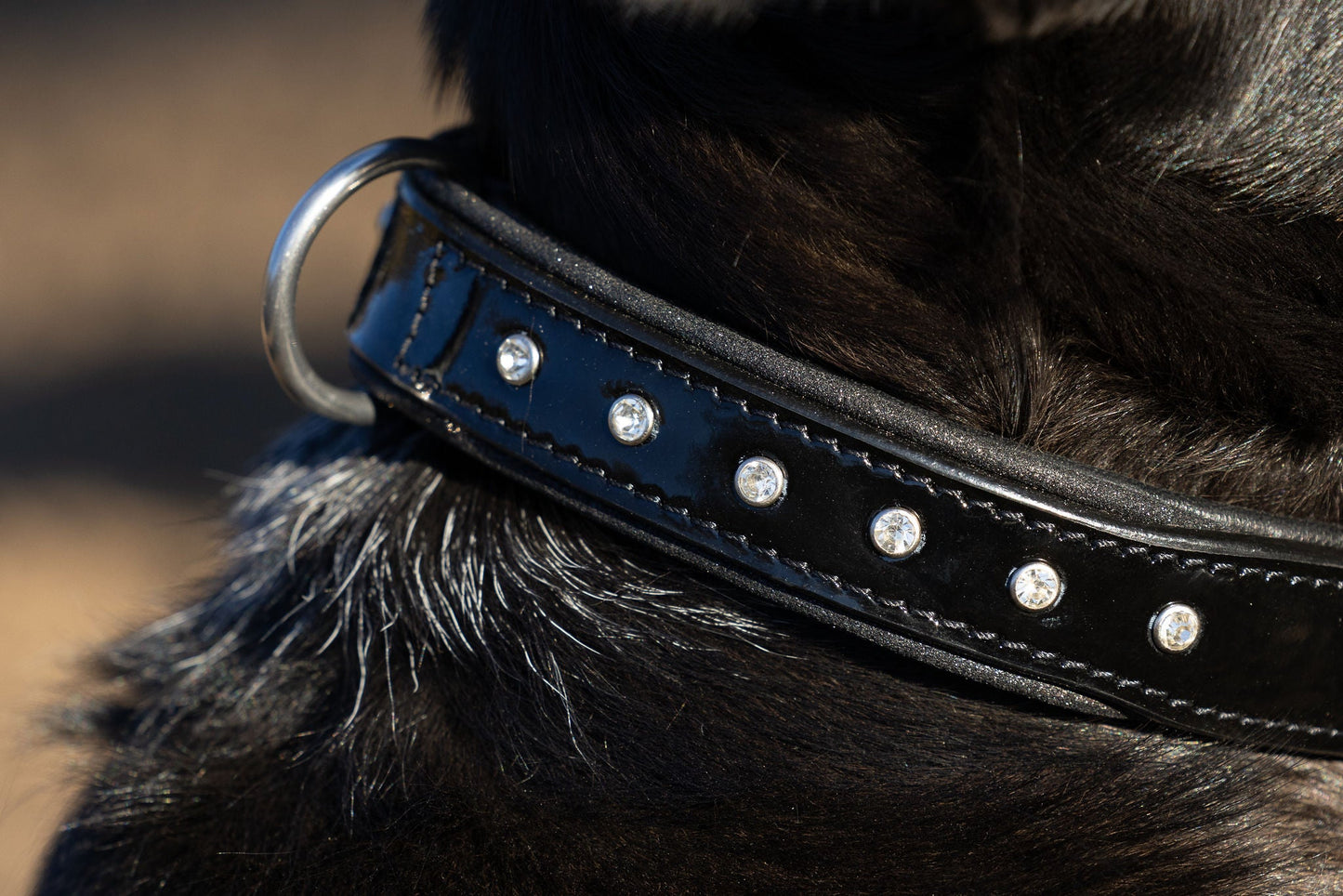 Halter Ego® Black Patent Celebrity Dog Collar