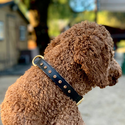 Halter Ego® Black Leather Safari Dog Collar