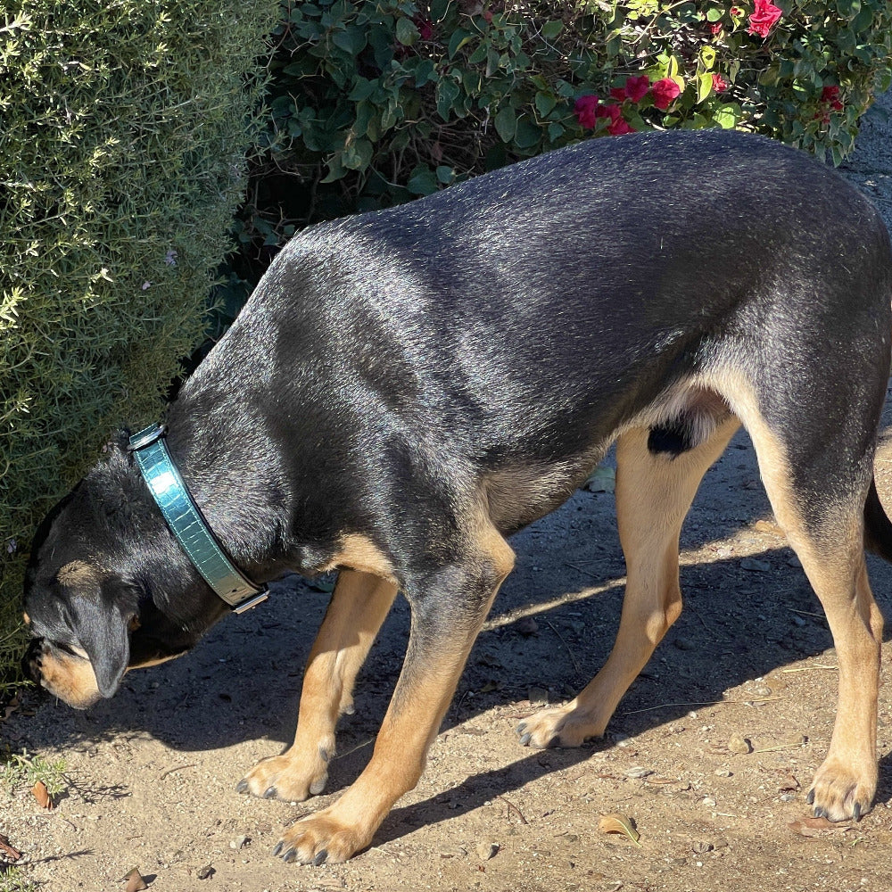 Halter Ego® Metallic Teal Croc Leather Dog Collar