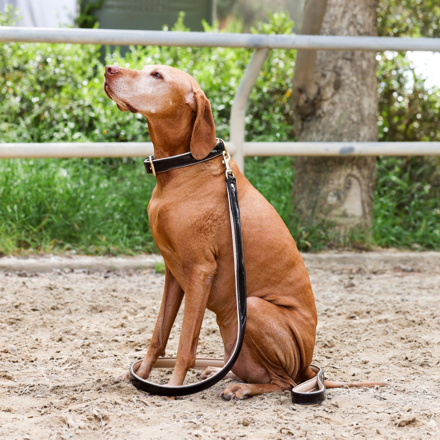 Halter Ego® Brown Patent Florence Dog Collar