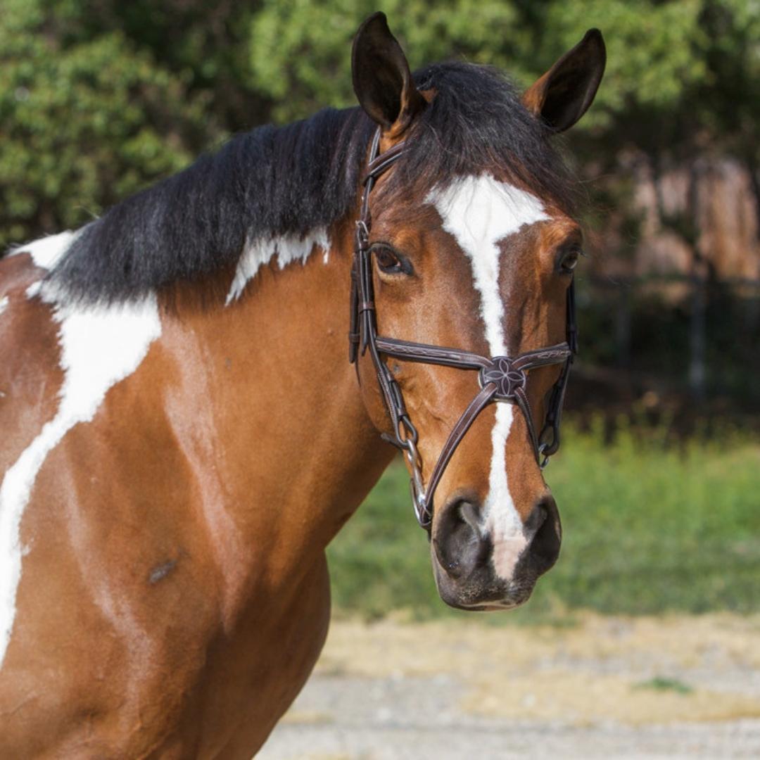 ExionPro Designer Fancy Stitched Figure 8 English Bridle With Rubber Rein