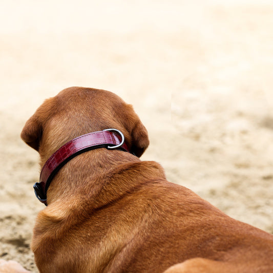 Halter Ego® Breanna Red Croc Leather Dog Collar